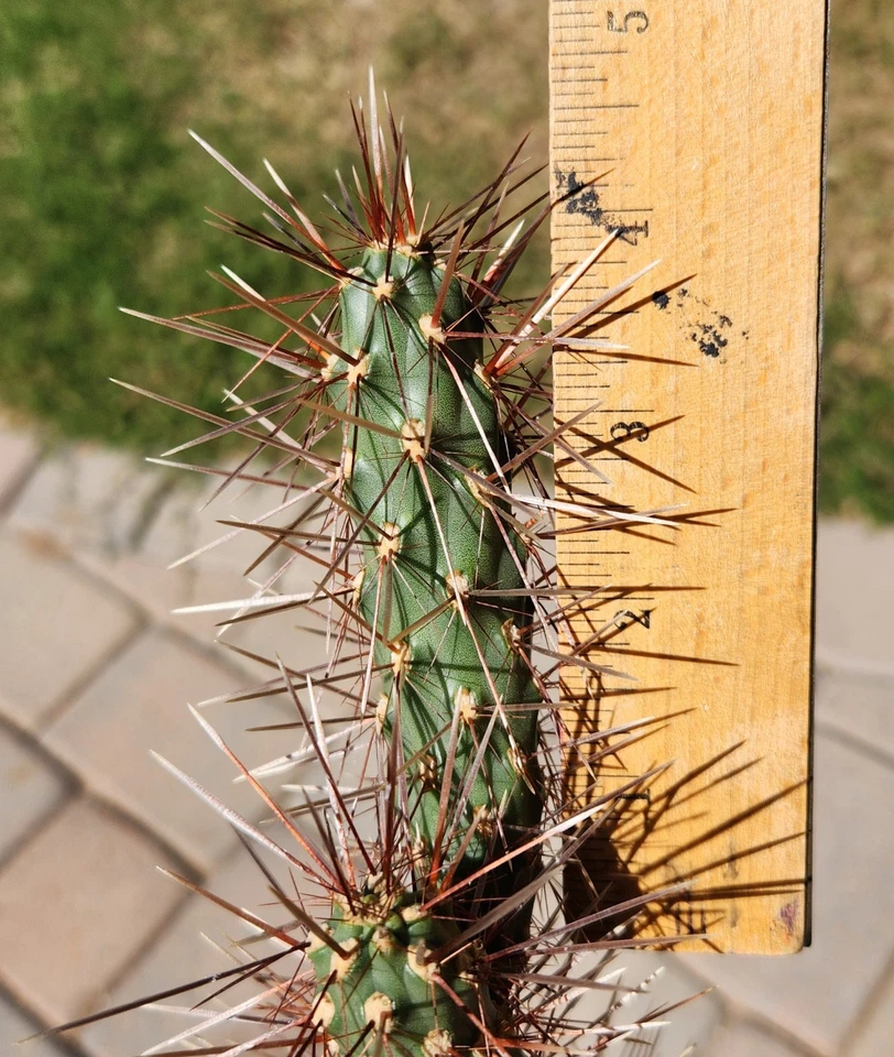 Red Teddy Bear Cholla Cactus Cutting – Cylindropuntia x Campii Live Segment, Unrooted Cholla for Propagation