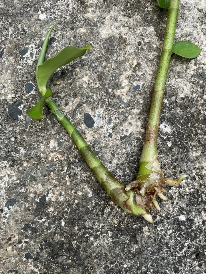 Yellow Spiral Ginger Live Plants – 3 Rooted Cuttings, Dimerocostus Strobilaceus Tropical Ornamental, Hawaii Grown