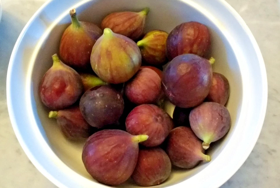 Fig Tree Cuttings 3 Pieces Unrooted Ficus Carica Hardwood Cuttings for Rooting or Grafting