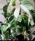 Epipremnum Pinnatum Albo Cuttings – 2 Unrooted Variegated Cuttings, Rare Tropical Houseplant