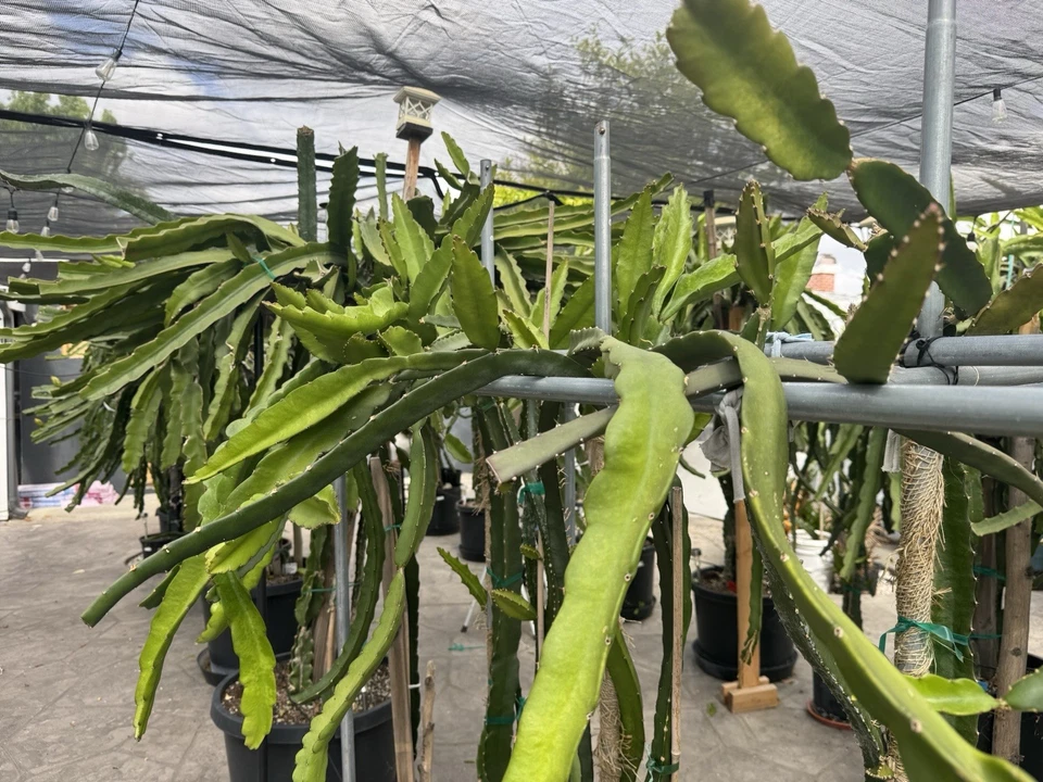 White Flesh Dragon Fruit Cuttings – 10 Live Pitaya Cuttings, 8–14 Inch Unrooted Cactus for Planting