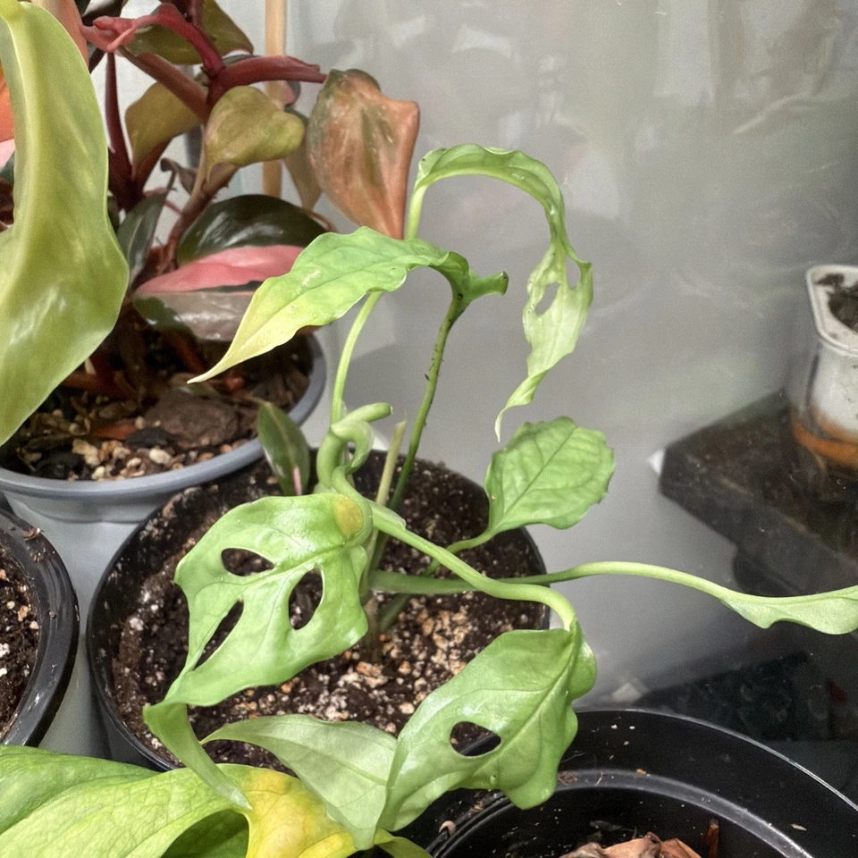 Monstera Obliqua Peru Rooted Cutting – Live Tropical Aroid Plant with Established Roots