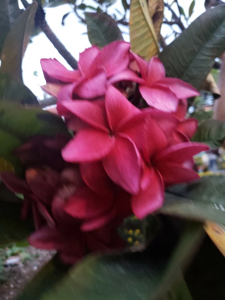 Wildfire Red Plumeria Cutting – 1 Live Plumeria Rubra Cutting 9–12 Inch for Planting, Frangipani Tree