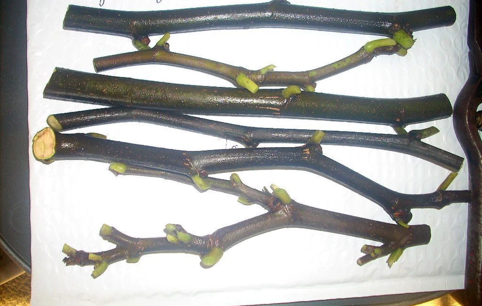 Fig Tree Cuttings LSU Purple – 6 Live Fig Cuttings for Planting, Ficus Carica Variety