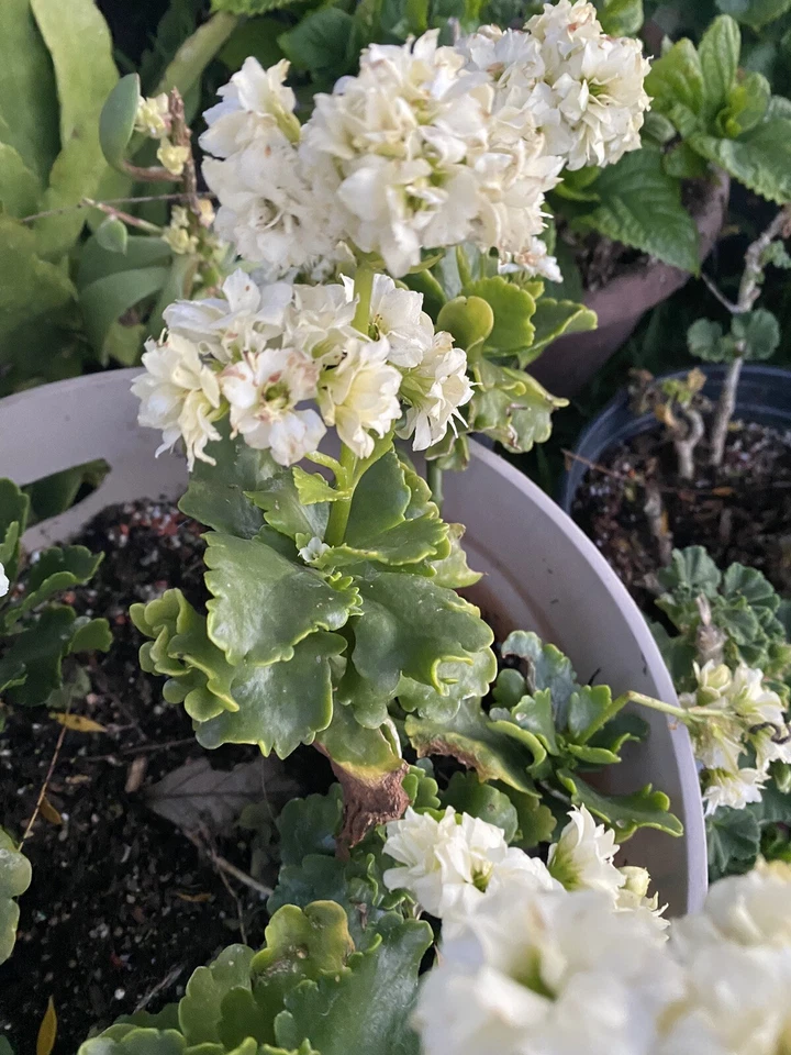 White Kalanchoe Cuttings Kalanchoe Blossfeldiana Succulent 3 Unrooted Cuttings