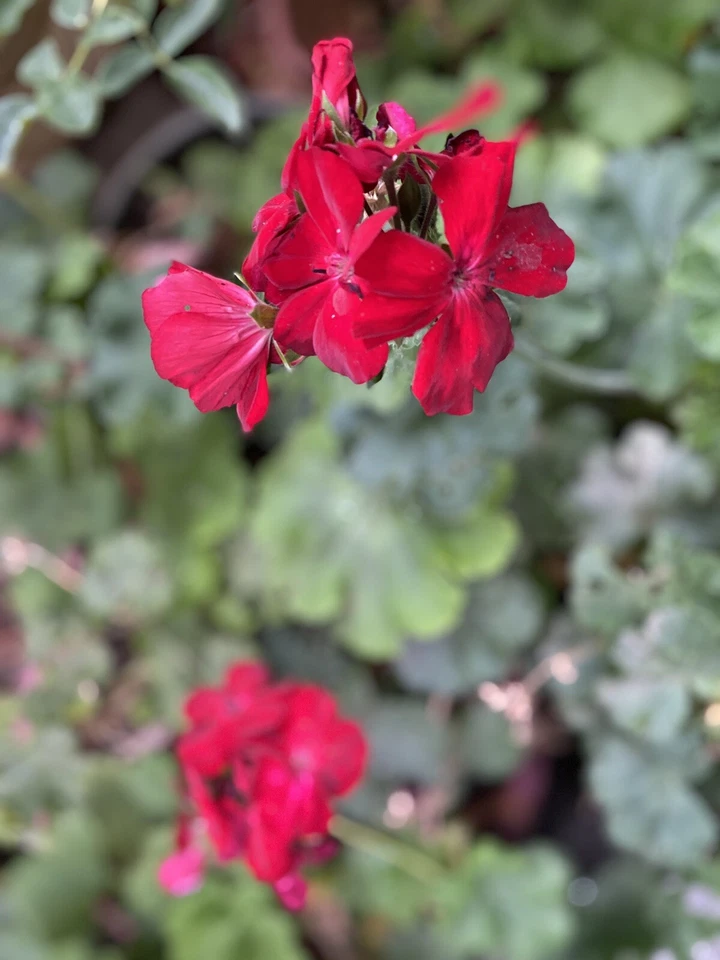 Red Geranium Cuttings – 6 Unrooted Pelargonium Cuttings, Live Flower Plant for Propagation