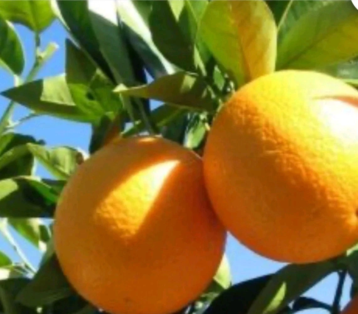 Valencia Orange Cuttings 6–8 Inch Unrooted Citrus Sinensis for Rooting or Grafting