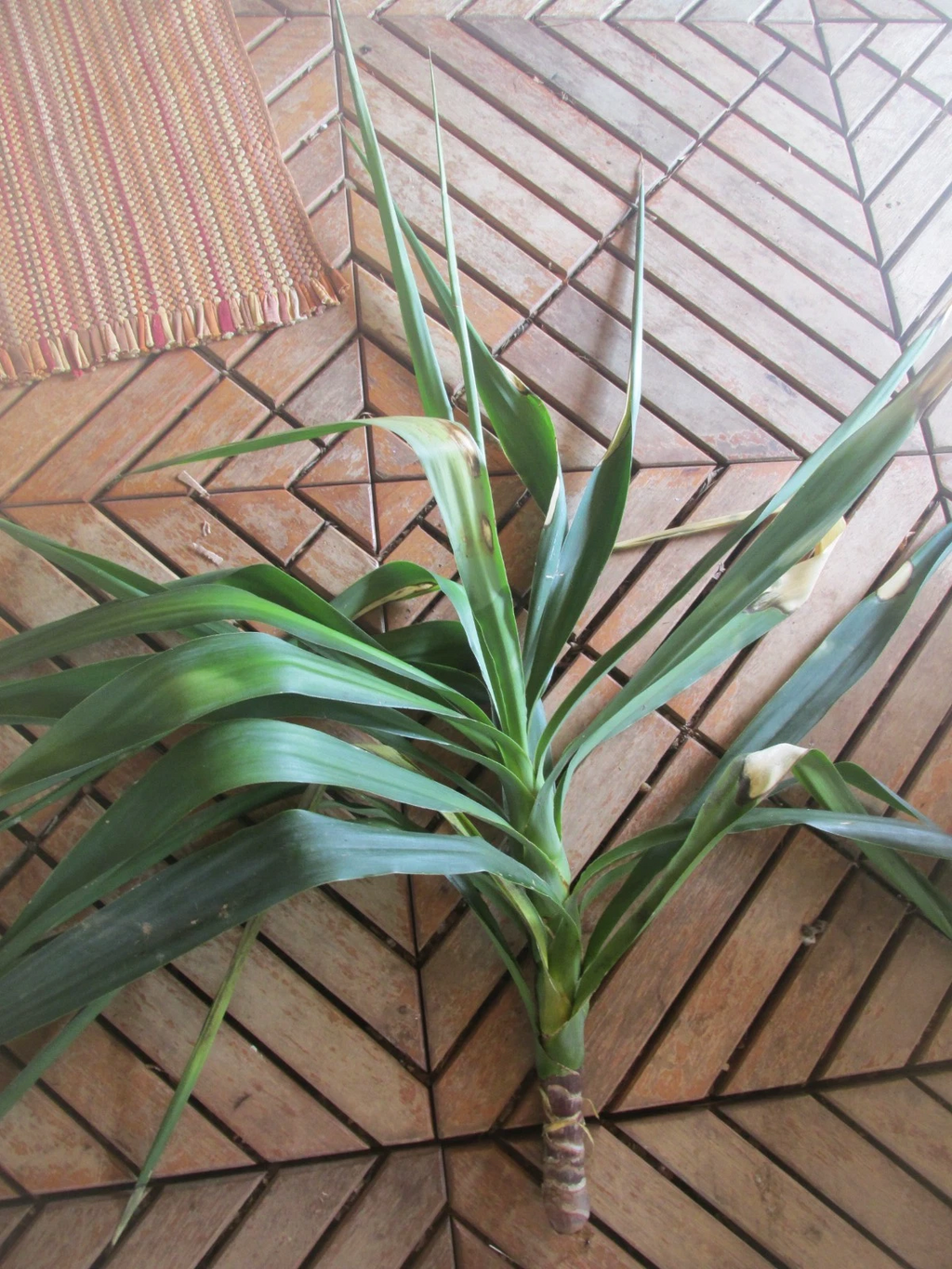 Yucca Tree Rooted Branch Cuttings for Planting – Large Live Yucca Plant Starter for Outdoor or Container Growing