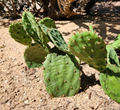 Opuntia humifusa Pad Cutting – Eastern Prickly Pear NYC Form – 1 Live Cactus Pad for Rooting