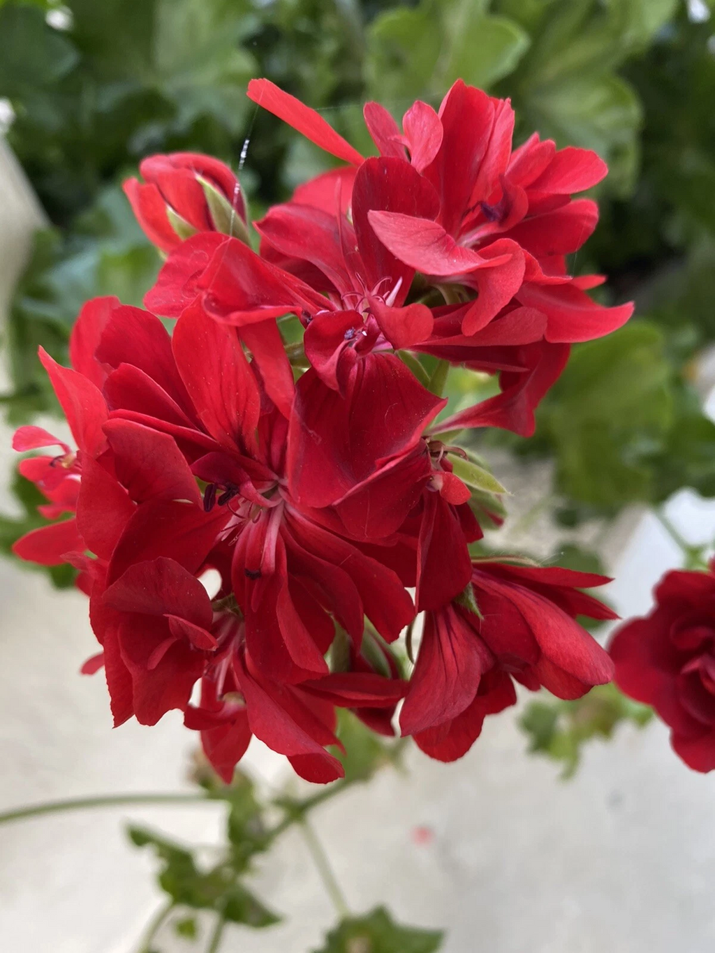 Red Geranium Cuttings – 6 Unrooted Pelargonium Cuttings, Live Flower Plant for Propagation