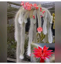 Monkey Tail Cactus Cutting – 8 Inch Middle Section – Fuzzy Trailing Succulent Cactus Starter Cutting