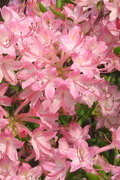 Pink Pearl Azalea Starter Plant – Live Rhododendron Cutting Size Plant with Iridescent Pink Blooms – Deciduous Variety