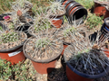 Opuntia Nicholii x Opuntia Hybrid – Live Cactus Cutting – Hardy Prickly Pear Variety for Desert Gardens & Collectors