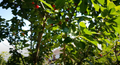 8 Stella Cherry Tree Cuttings – Prunus avium ‘Stella’ – Fresh Unrooted 6–8 Inch Cuttings for Propagation