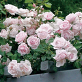 New Dawn Climbing Rose Cuttings – 6 Unrooted 6" Cuttings, Fresh Propagation Wood, Vigorous Climber for Trellises & Garden Arches