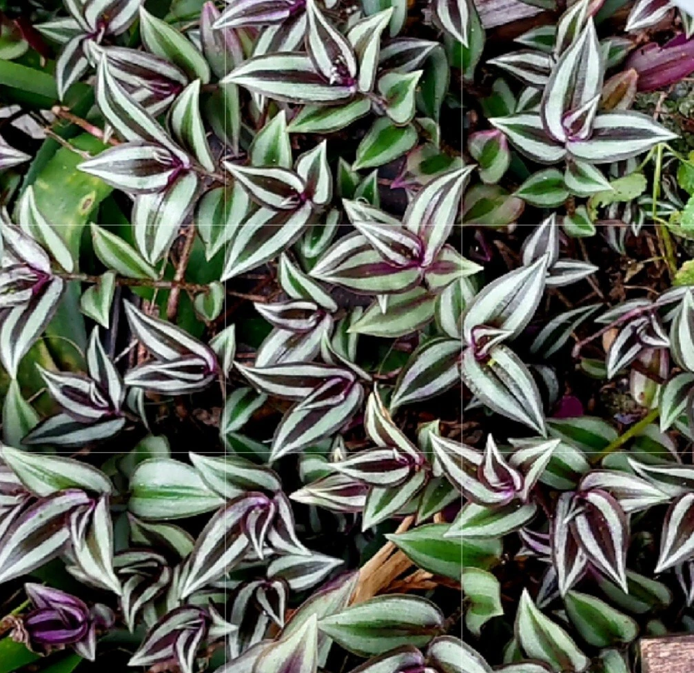 Tradescantia Zebrina Silver Plus Cuttings for Planting – 12 Live Unrooted Trailing Houseplant Stems