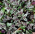 Tradescantia Zebrina Silver Plus Cuttings for Planting – 12 Live Unrooted Trailing Houseplant Stems
