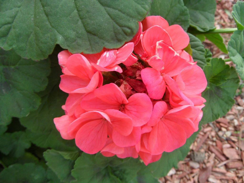 Zonal Geranium – 4 Fresh Cuttings (4 inch) – Pelargonium Starter Cuttings for Garden Bedding or Containers