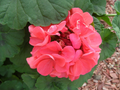 Zonal Geranium – 4 Fresh Cuttings (4 inch) – Pelargonium Starter Cuttings for Garden Bedding or Containers