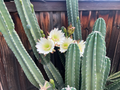 Senita Peruvianus Cactus Cutting – 12 Inch Night Blooming Succulent Cutting, 4–5 Inch Diameter