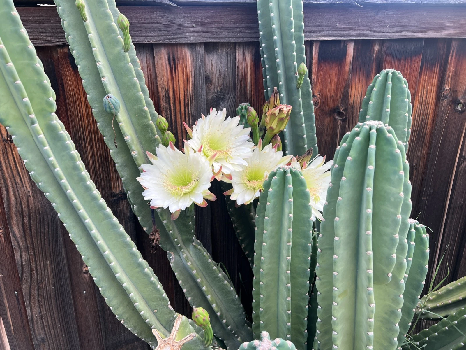 Senita Peruvianus Cactus Cutting – 12 Inch Night Blooming Succulent Cutting, 4–5 Inch Diameter