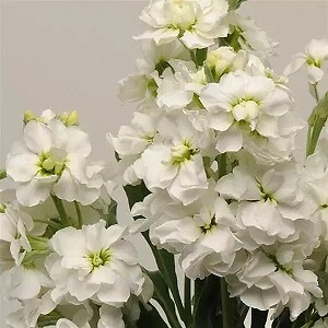 Stock Katz White Seeds – 1000 Seeds – Matthiola incana for Garden Bedding, Cut Flowers & Spring Bloom Displays