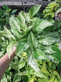 Snow Queen Pothos Cuttings – 3 Live Epipremnum Aureum Cuttings, Variegated Indoor Houseplant for Propagation