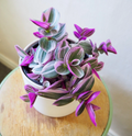 3 Tradescantia Nanouk Cuttings – 3–4” Unrooted Pink & White Variegated Stem Cuttings, Rare Houseplant Starter Set