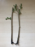 Goji Berry Plants – 2 Rooted Bare Root Starts from Fresh Cuttings, Hardy Lycium Shrubs Ready to Plant in Garden or Containers