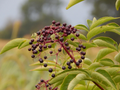 Elderberry Cuttings for Planting – 5 Fresh Stems, Sambucus Berry Bush for Garden Growing