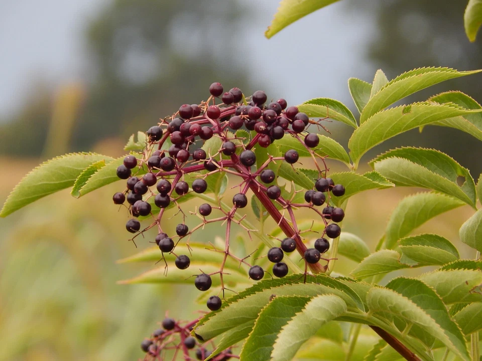 Elderberry Cuttings for Planting – 5 Fresh Stems, Sambucus Berry Bush for Garden Growing