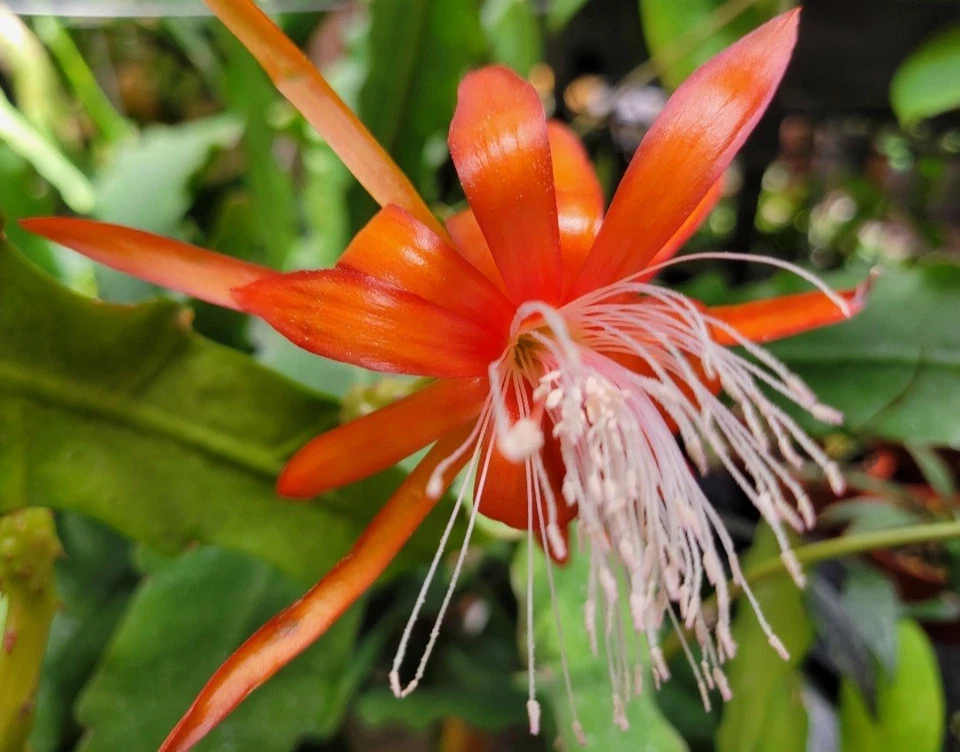 Epiphyllum Fluid Orange – Unrooted Cuttings 8–10 Inches – Orchid Cactus Cutting for Rooting