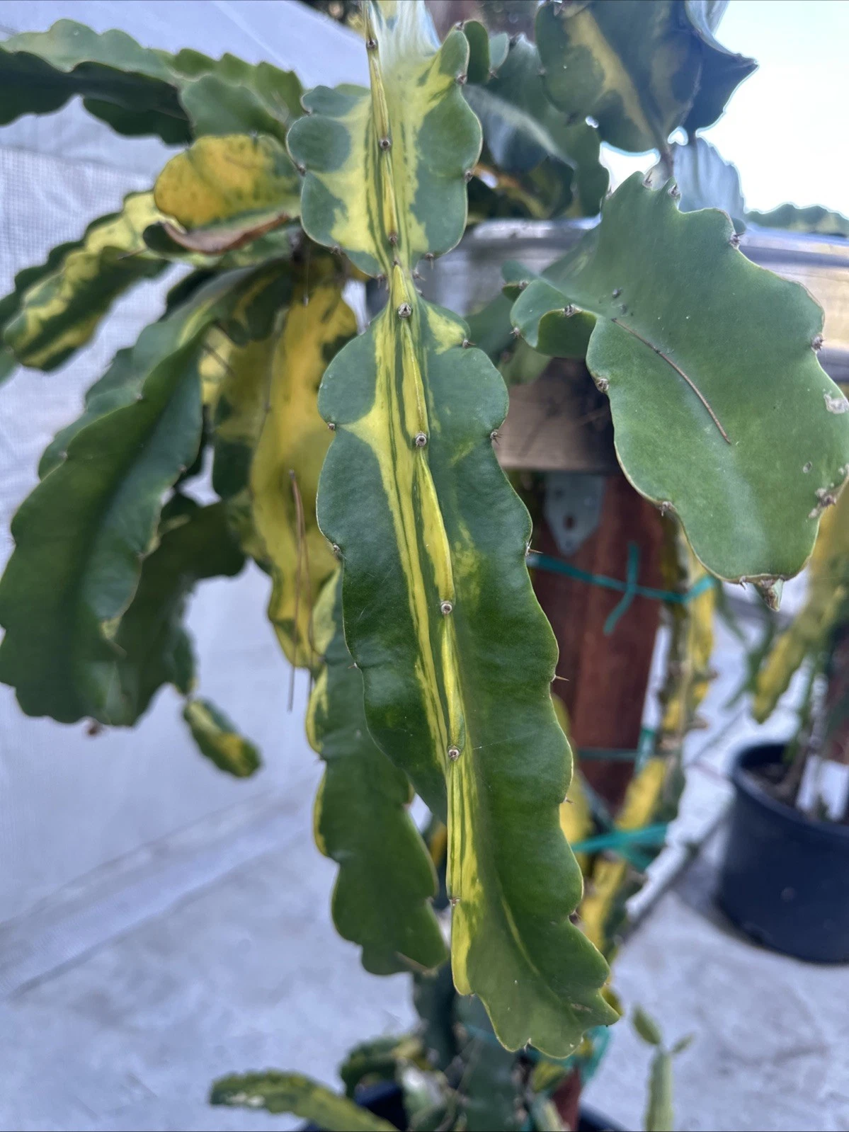 Lemon Lime Variegated Dragon Fruit Cuttings – 2 Live Pitaya Cuttings 10–15 Inch, Hylocereus Cactus