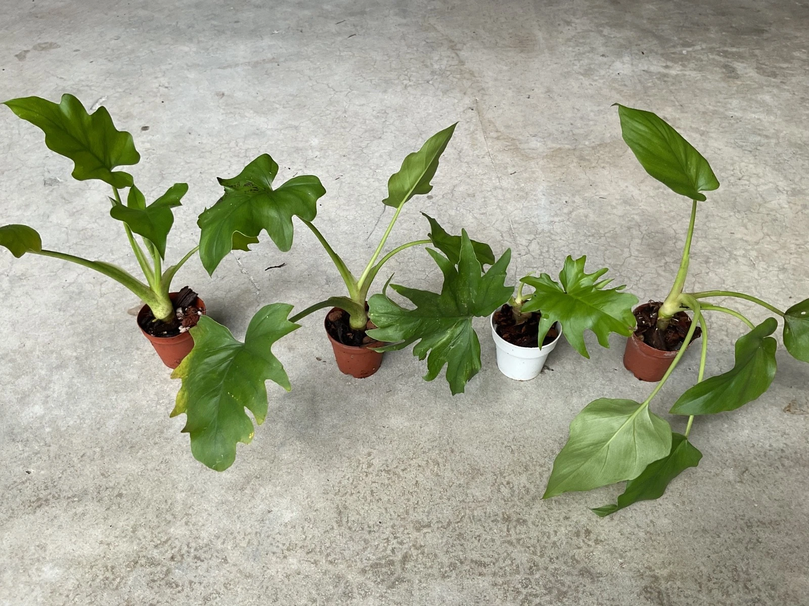 Philodendron Warszewiczii Aroid Houseplant – Live Starter Plant in 1.5 Inch Pot – Tropical Foliage Plant