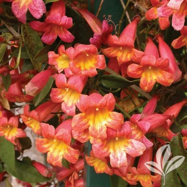 Crossvine Tangerine Beauty Rooted Starter Plant – Bignonia capreolata, Orange Flowering Vine for Garden Trellis