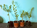 Olive Tree Live Plants – Olea europaea Fully Rooted Cuttings, 6–12 Inch Starter Trees for Container or Garden