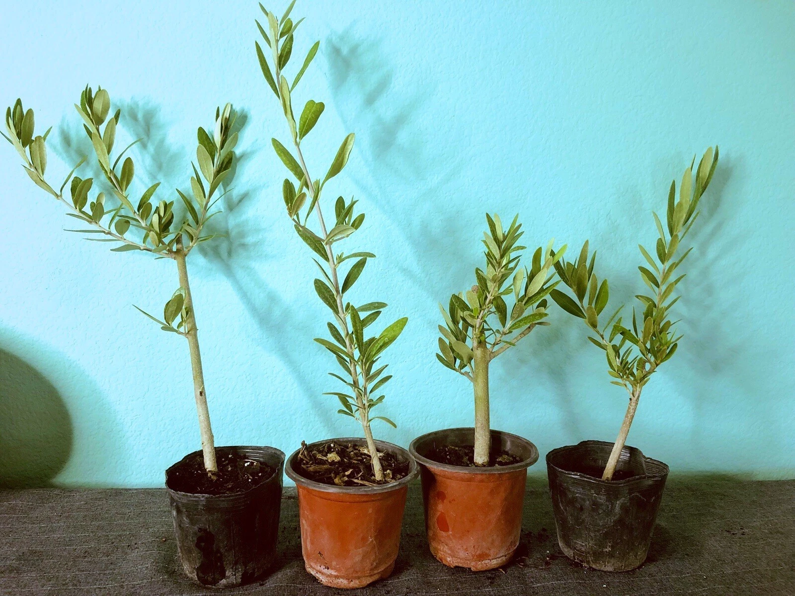 Olive Tree Live Plants – Olea europaea Fully Rooted Cuttings, 6–12 Inch Starter Trees for Container or Garden