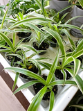 Reverse Variegated Spider Plant Rooted Cutting – Live Chlorophytum comosum Houseplant Starter