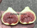 Battaglia Green Fig Cutting – 1 Unrooted Fig Tree Cutting with 3+ Nodes, 8+ Inches