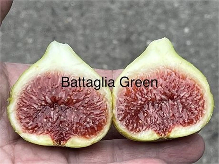 Battaglia Green Fig Cutting – 1 Unrooted Fig Tree Cutting with 3+ Nodes, 8+ Inches