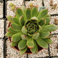 Echeveria agavoides – Live Succulent Plant 4"Pot | Real Cactus-Like Rosette Succulent for Indoor or Outdoor Growing