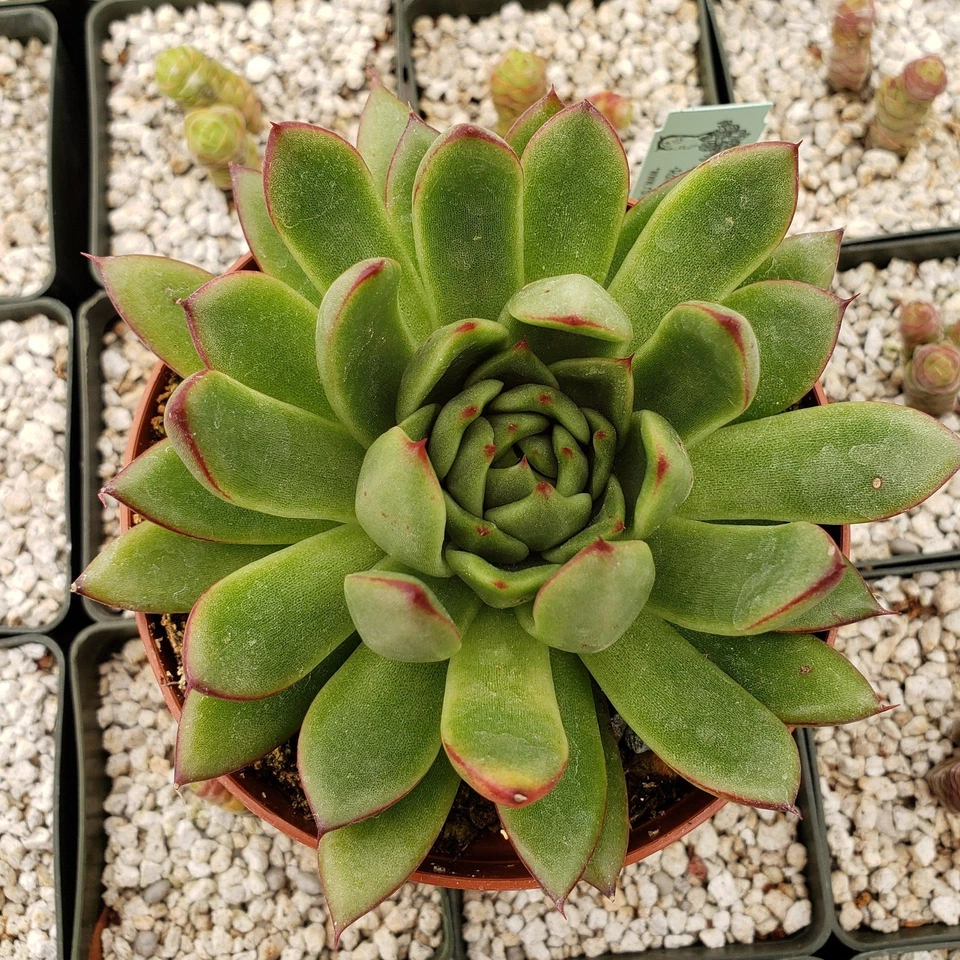 Echeveria agavoides – Live Succulent Plant 4"Pot | Real Cactus-Like Rosette Succulent for Indoor or Outdoor Growing