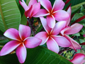 Pink Plumeria Cuttings – Two Live Unrooted Plumeria Plant Cuttings, 8 Inch Tropical Flower Tree for Propagation