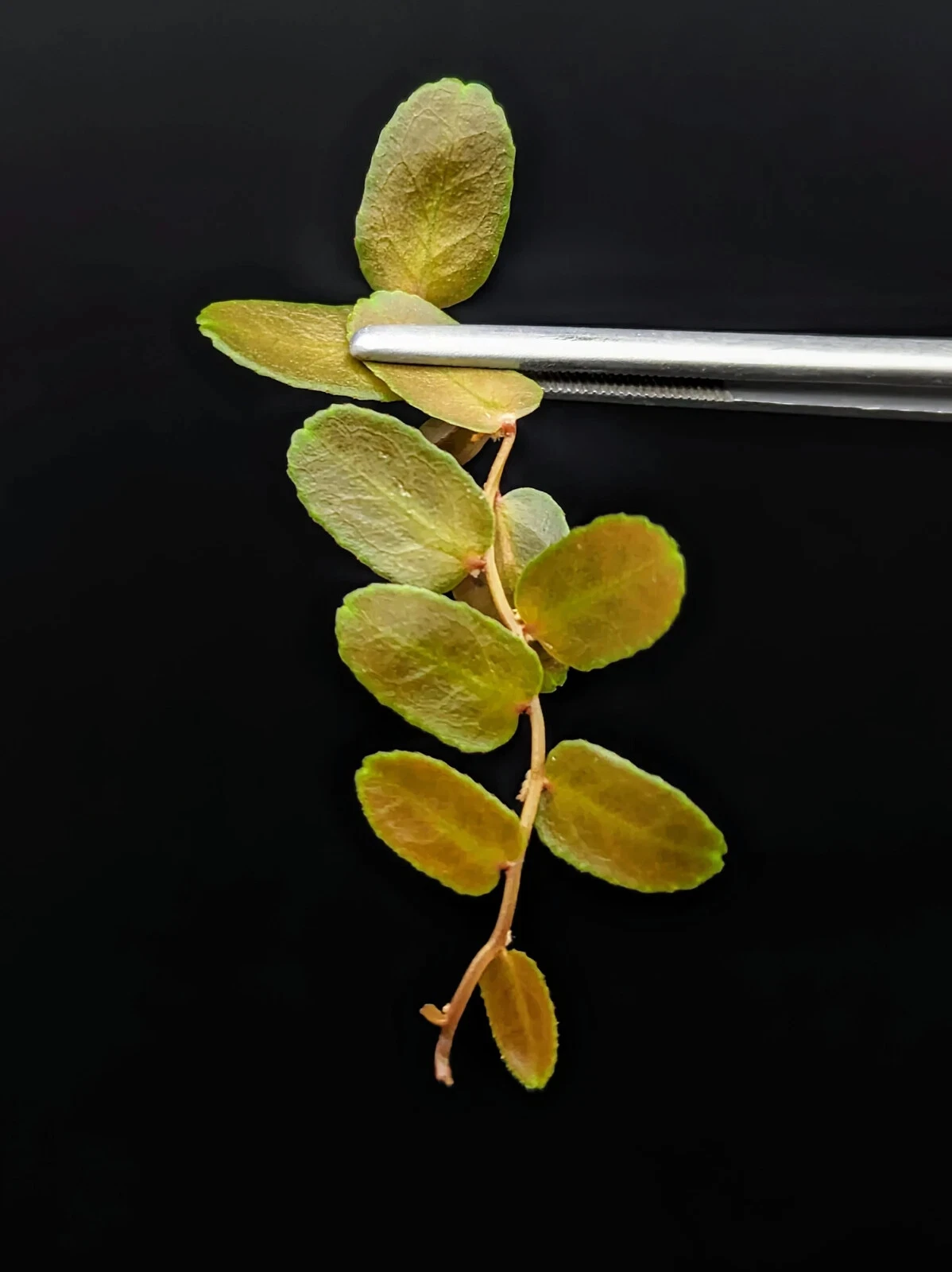 Marcgravia sp Brown Peru Terrarium Plant Cutting – 10 Leaf Unrooted Vine Starter