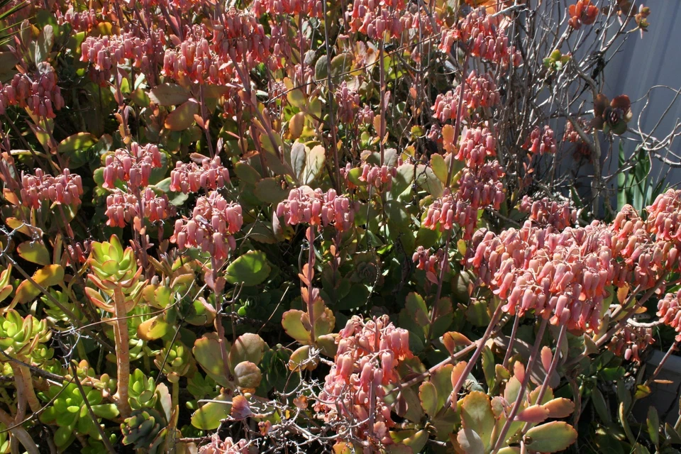 Kalanchoe Fedtschenkoi Succulent Cuttings – Full Box Load of Fresh Propagation Cuttings