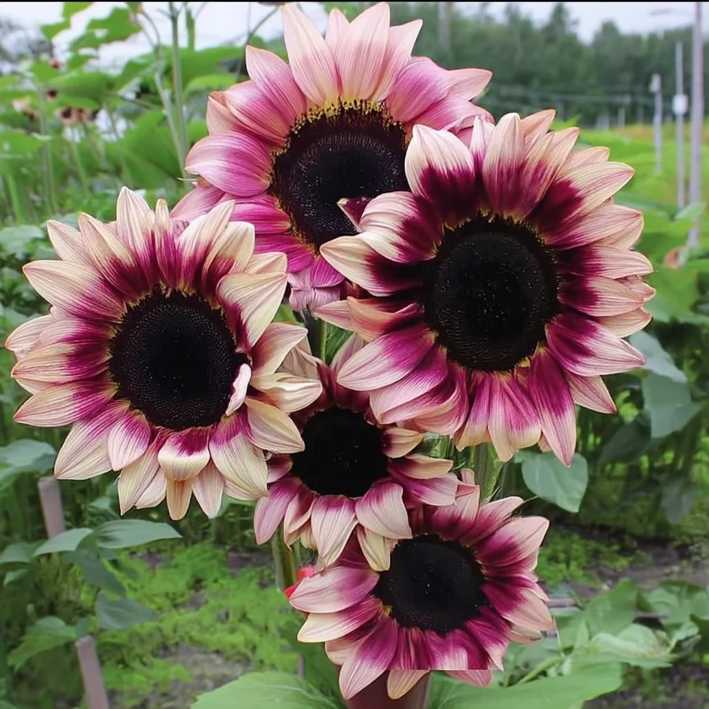 Purple Plum Sunflower Seeds – 25 Count, Deep Purple Blooms, Unique Helianthus for Garden Beds, Pollinator-Friendly Cut Flowers
