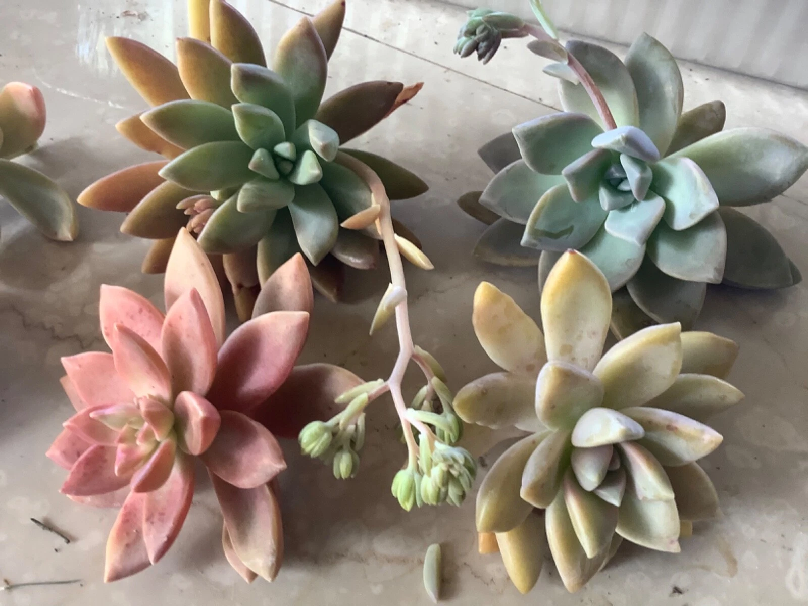 6 Assorted Succulent Cuttings – Fresh Mixed Varieties for Easy Rooting, Cactus & Succulent Starter Pack