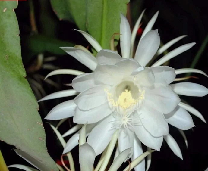 Epiphyllum Oxypetalum Orchid Cactus Cuttings – 4 Unrooted Pieces – 6 Inch Queen of the Night