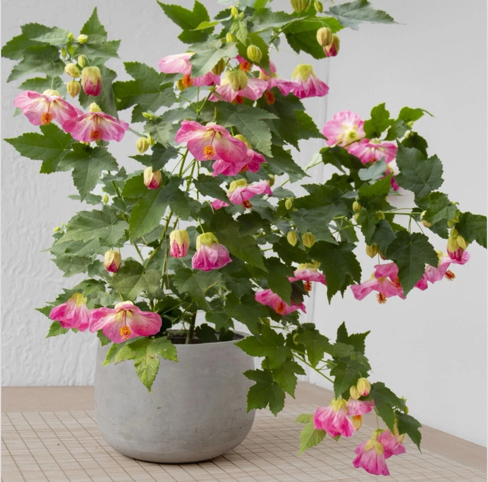 Pink Abutilon Flowering Maple Live Plant for Planting – Small Rooted Starter, Bell-Shaped Blooms