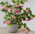 Pink Abutilon Flowering Maple Live Plant for Planting – Small Rooted Starter, Bell-Shaped Blooms